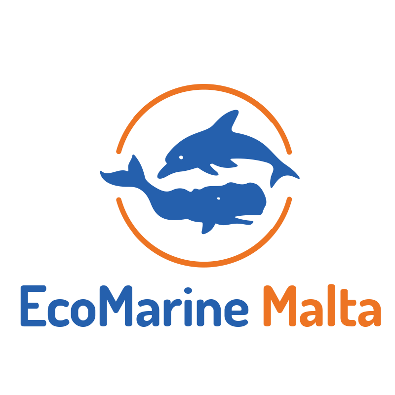 EcoMarine Life spotting experiences - Eco Marine Malta